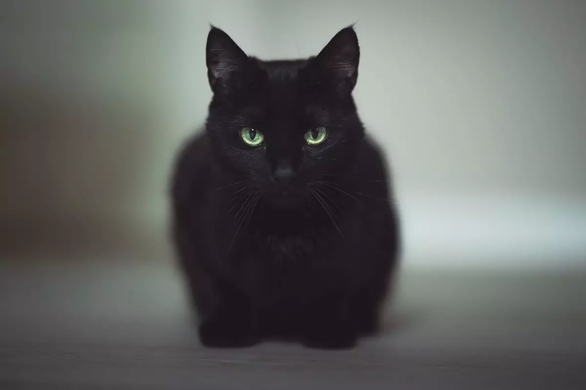 black cat staring intently