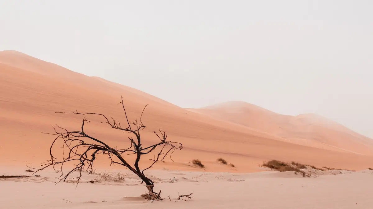 dessert sand dunes with lifeless tree