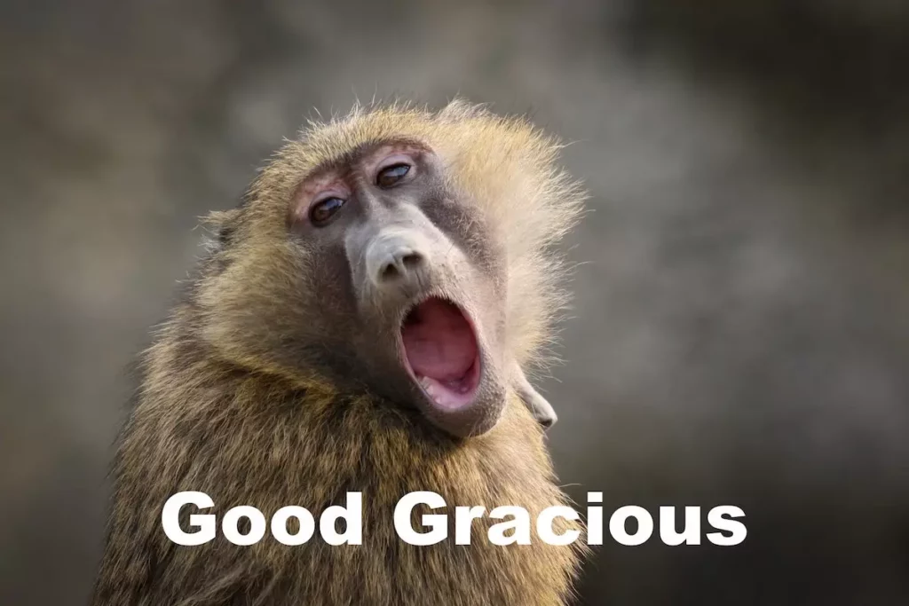 meme: good gracious baboon looking shocked