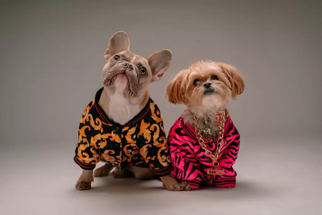 studio pic of a couple of cute outfitted dogs