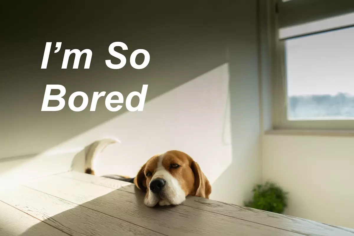 A dog looking bored. With caption, 'I'm so bored'.