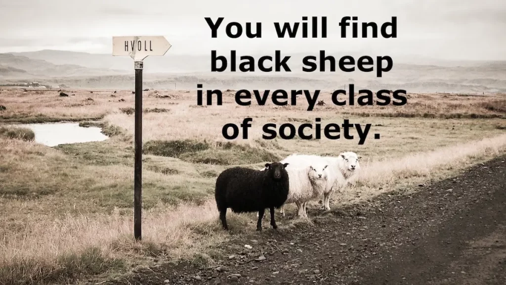 Image of 2 white sheep and a black sheep along a gravelled road with the text overlay: you will find black sheep in every class of society.