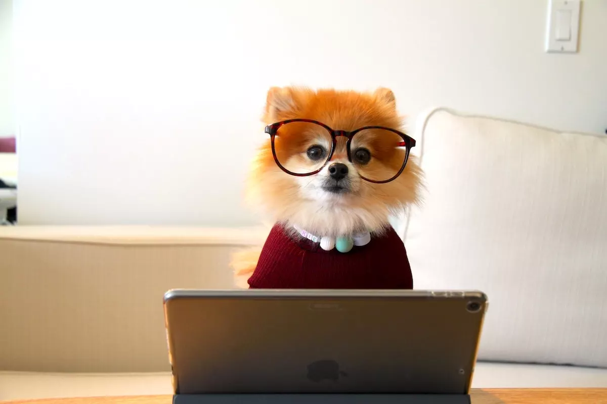 Image of a cute dog with glasses in front of a laptop blogging.