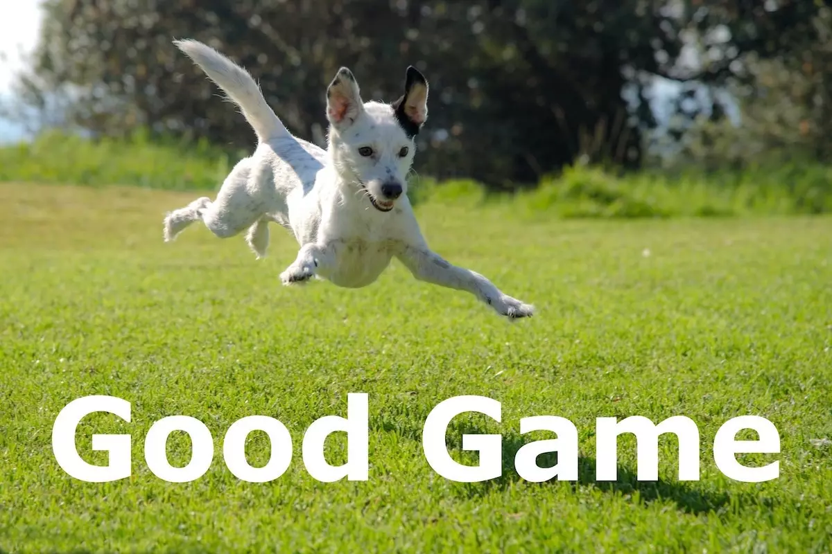 Image of a playful dog jumping into the air with the text overlay: Good Game.